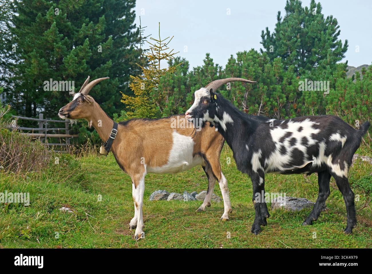 Zwei Tauernscheck-Ziegen, braun-weiß und schwarz-weiß-Piebald. Österreich Stockfoto