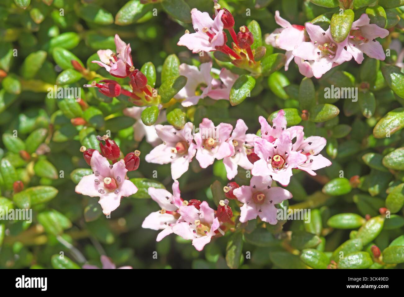 Die nachfolgende Azalea (Loiseleuria procumbens) ist ein Zwergstrauch, der sich wie ein Teppich niederlegt. Tirol, Pitztal, Österreich. Stockfoto