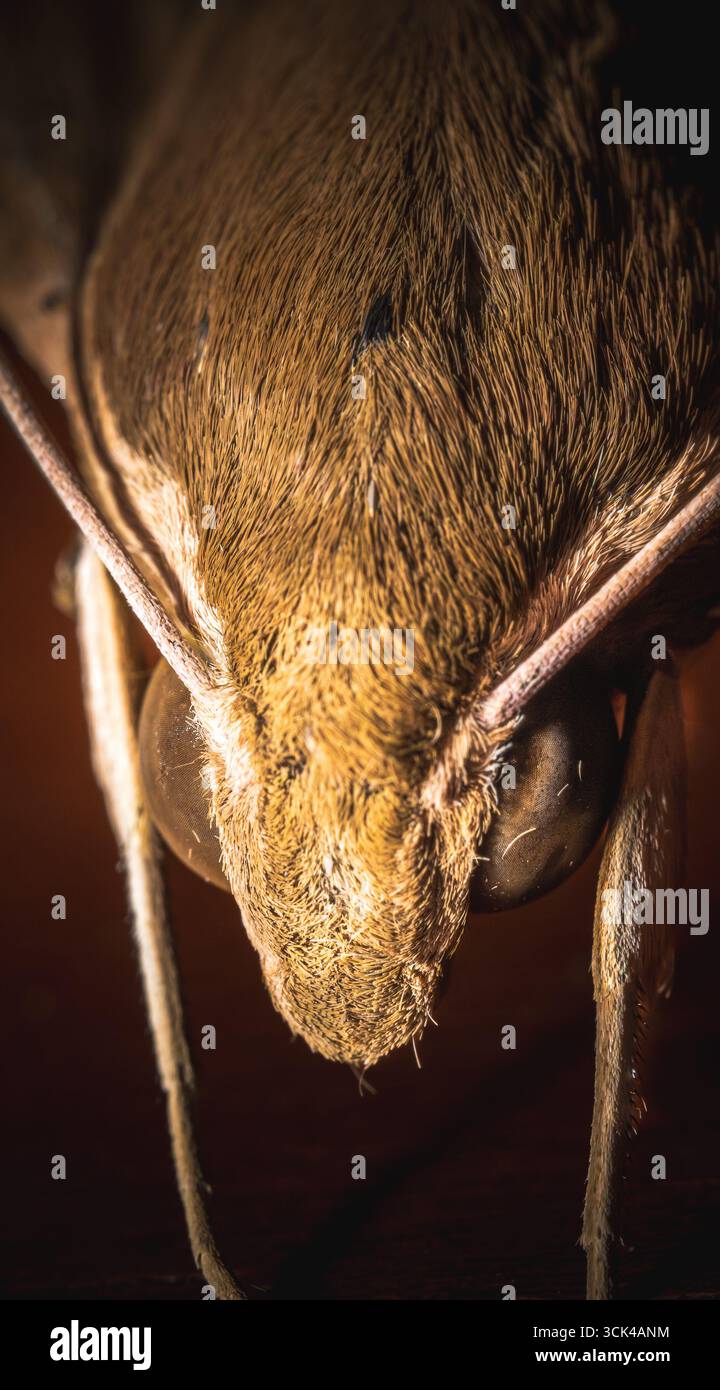 Makronaht einer braunen Motte (Ordnung Lepidoptera) mit detaillierten Flügelmustern, Skalen und feinen Antennen. Die natürliche Tarnung der Motte. Stockfoto