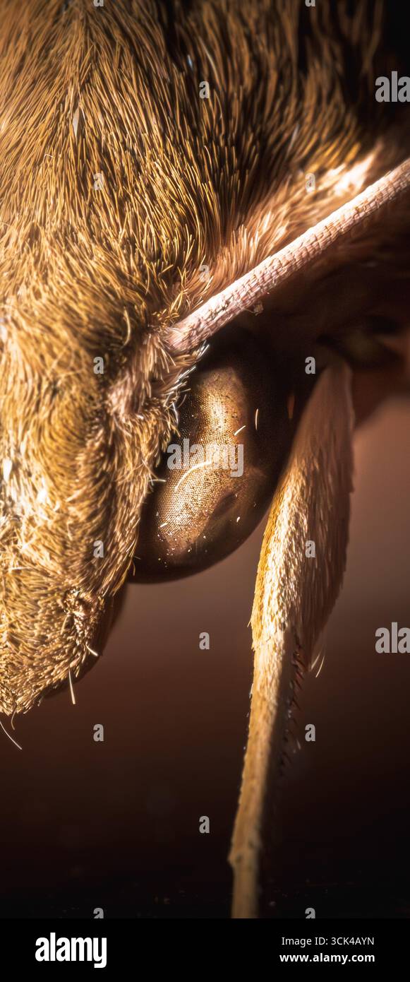 Makronaht einer braunen Motte (Ordnung Lepidoptera) mit detaillierten Flügelmustern, Skalen und feinen Antennen. Die natürliche Tarnung der Motte. Stockfoto