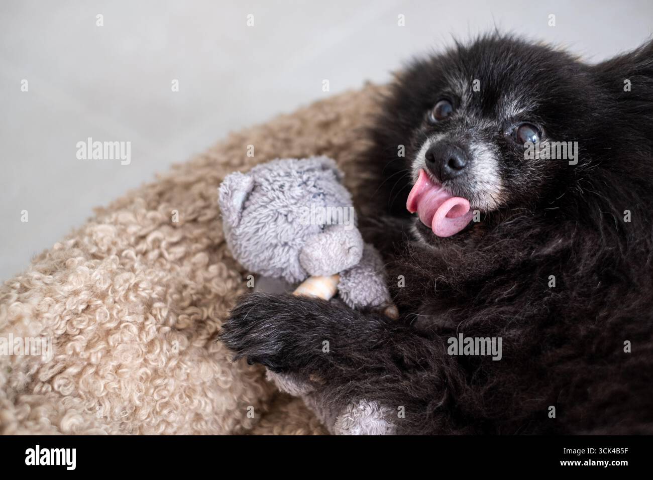 Der ältere Pommersche Hund interagiert in einer warmen, gemütlichen Umgebung mit einem Plüschtier und unterstreicht seinen verspielten Geist und den Komfort seiner Umgebung Stockfoto