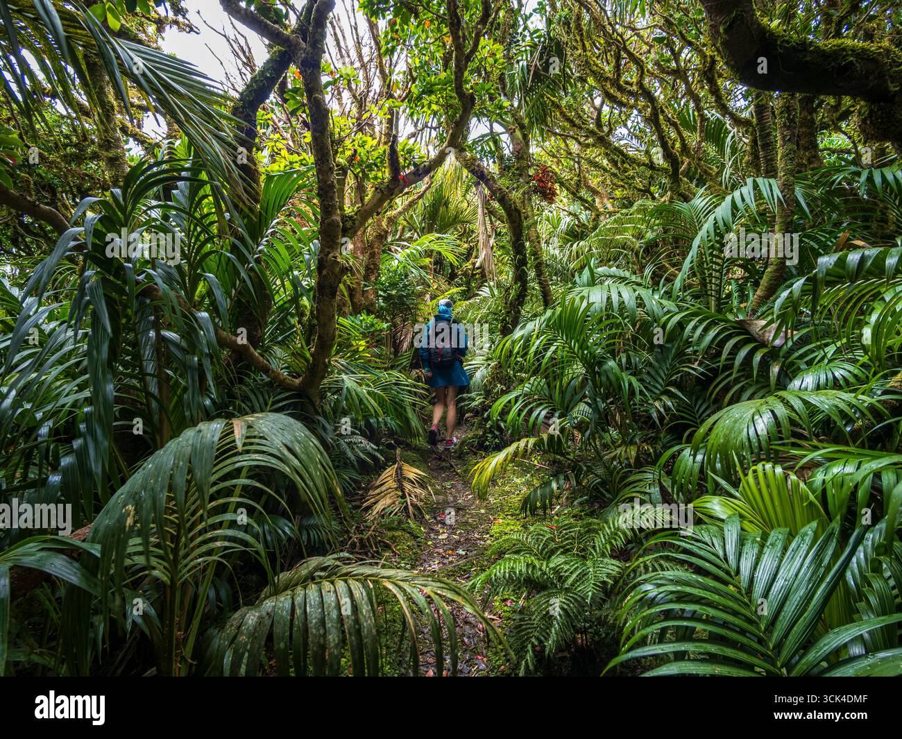 Rückansicht einer Frau, die im Wald auf Lord Howe Island wandert Stockfoto