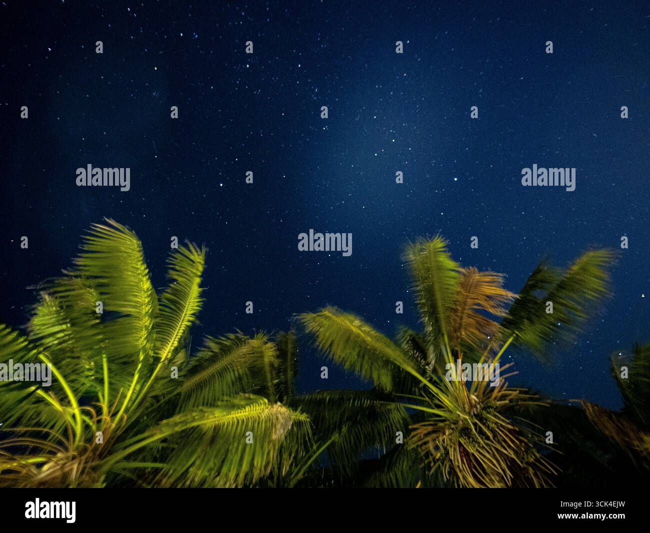 Flacher Blick auf den Sternenhimmel mit Palmen im Vordergrund Stockfoto