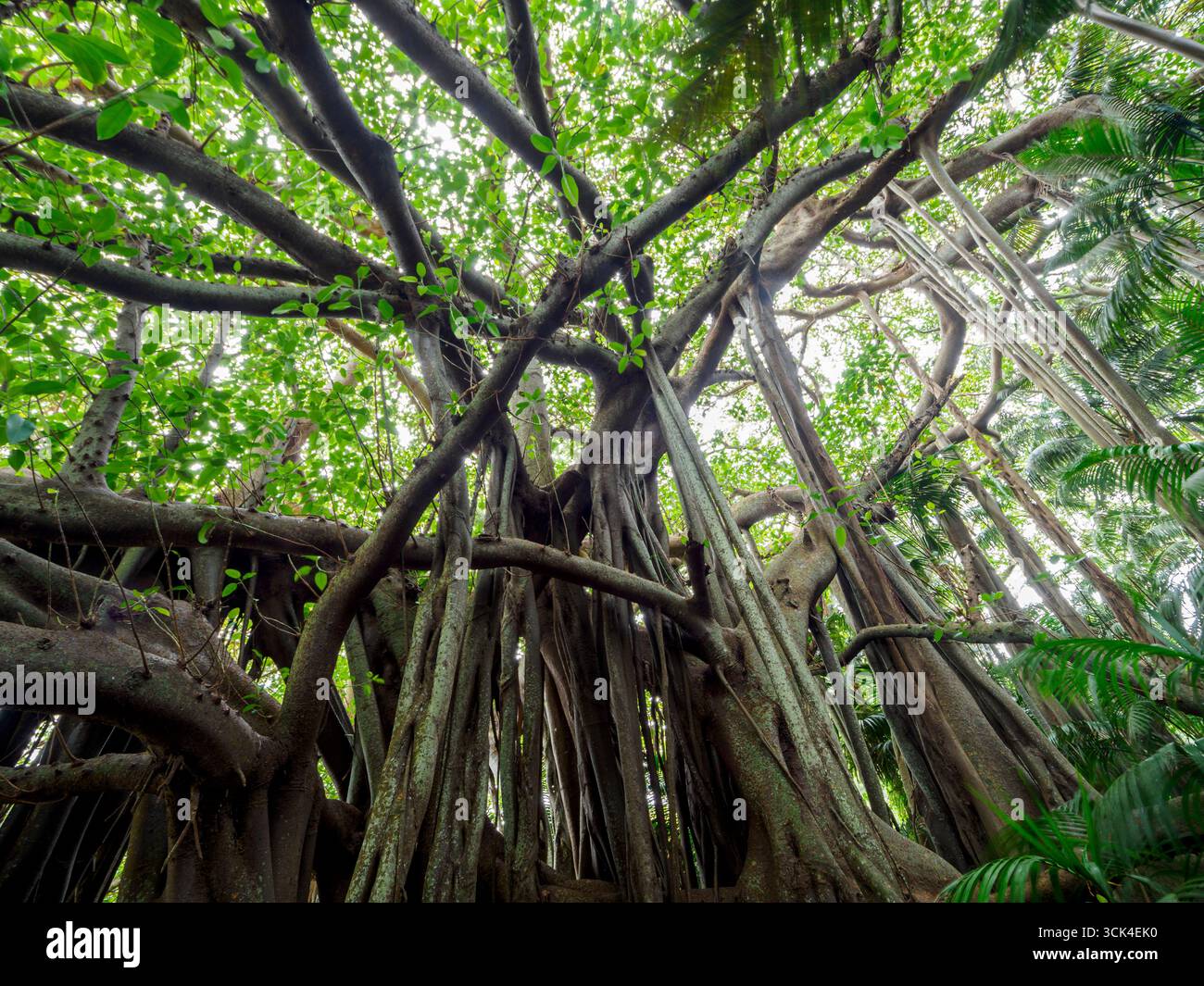 Banyan-Bäume und Kentia-Palmen, die im Wald wachsen Stockfoto