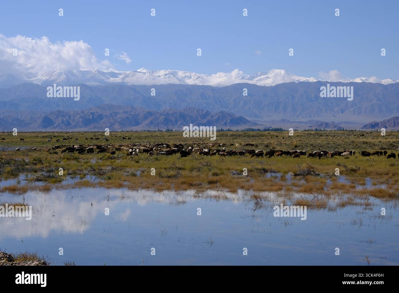 Schneebedeckte Tian Shan Berge spiegeln sich im Wasser nahe dem Issyk Kol See, nahe Balykchy in Kirgisistan Stockfoto