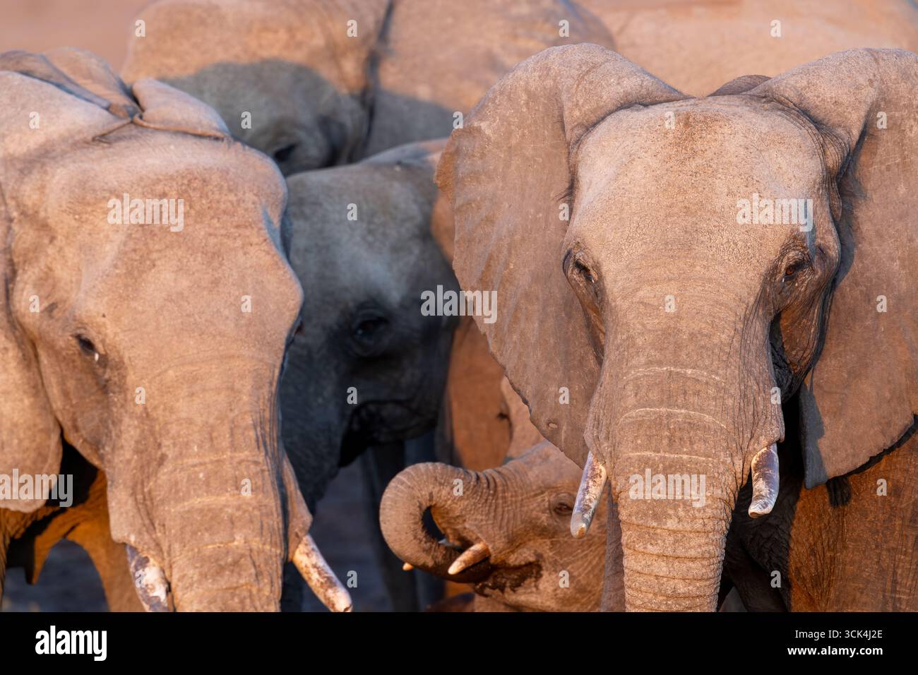 Eine Gruppe afrikanischer Elefanten versammelte sich am späten Abend zum Trinken am Wasserloch - Hwange Nationalpark, Simbabwe, Südliches Afrika. Stockfoto
