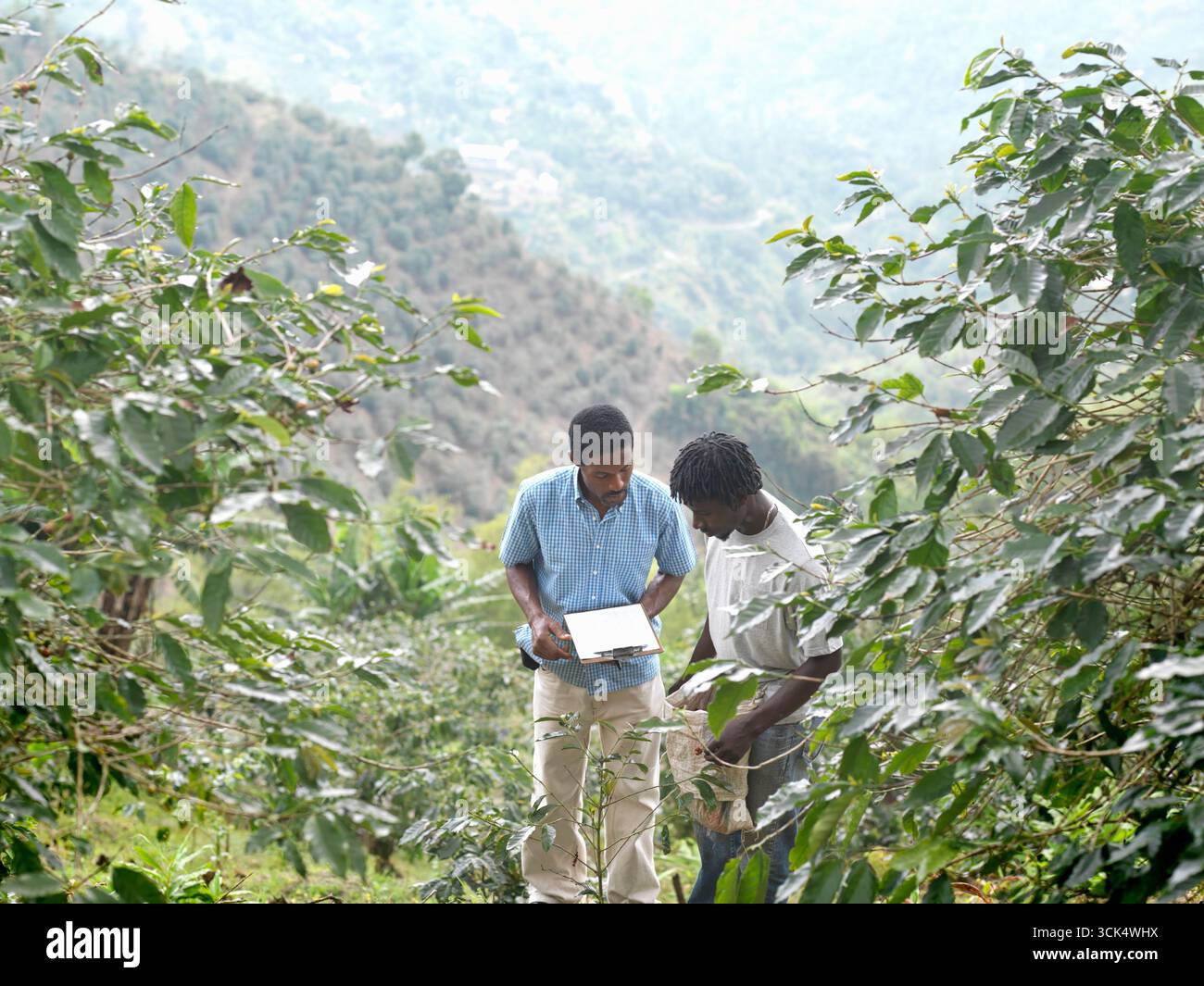 Manager und Arbeiter auf einer Kaffeeplantage in den Blue Mountains in Jamaika Stockfoto
