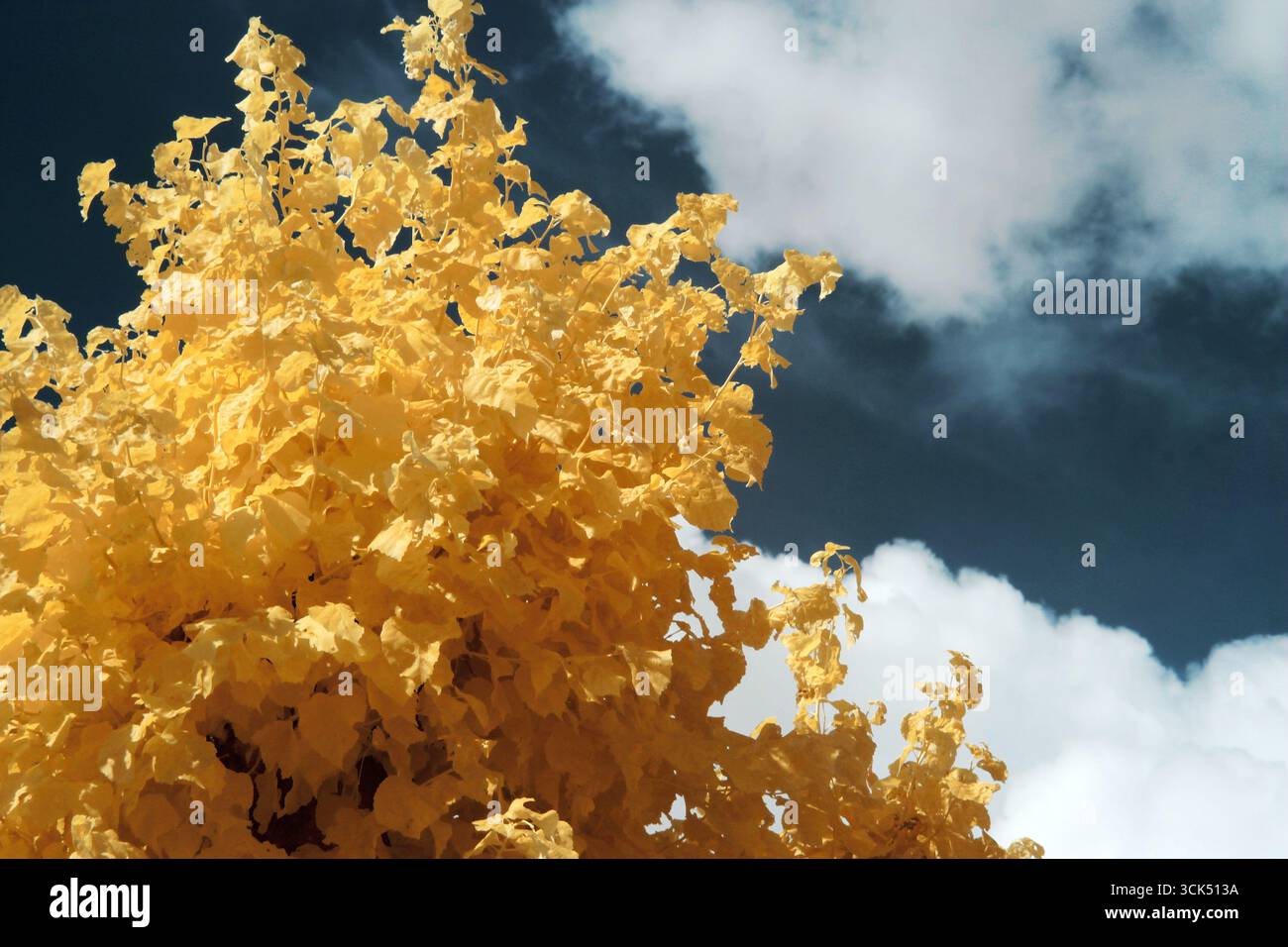 Infrarot Golden Tree Against the Blue Sky: Victoria Park, Park Way, Newbury, Berkshire RG14 1DJ Stockfoto