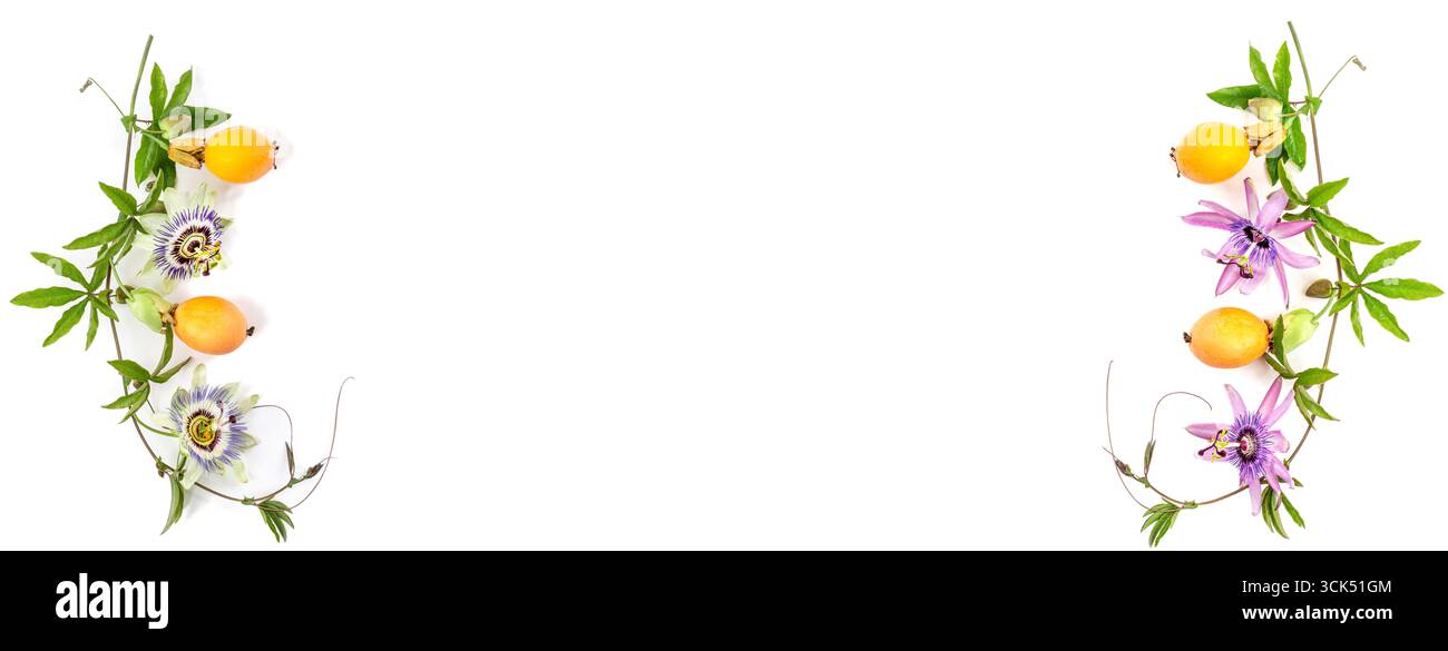 Zwei Passionsblumenzweige mit Blüten und Früchten - Panoramablick Stockfoto