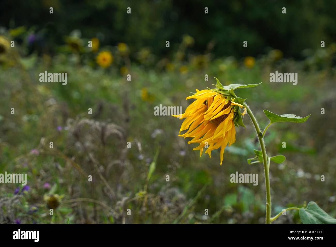 Sonnenblume auf einer Wildblumenwiese, die aus Gründen der Biodiversität in Kollenberg, Sittard, Niederlande geschaffen wurde. Stockfoto