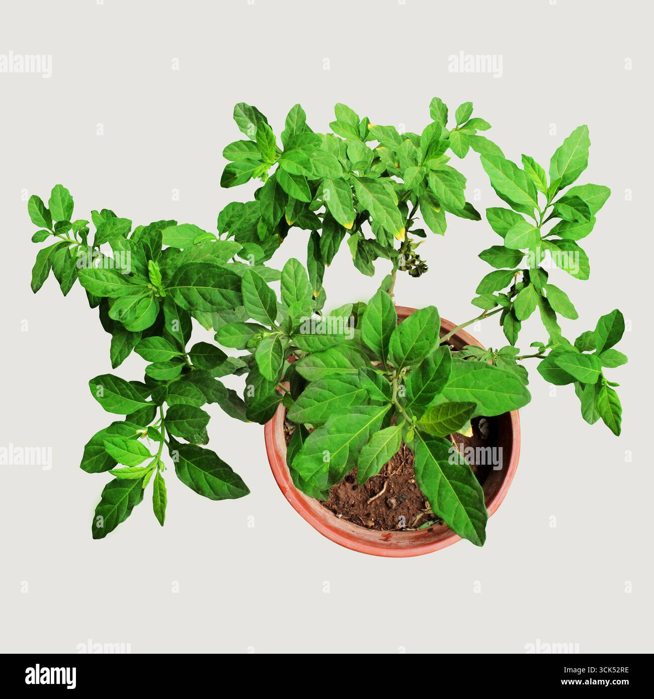 Eine grüne Topfpflanze mit üppigen Blättern, die in einem Tontopf gedeiht und lebendiges Laub zeigt. Stockfoto
