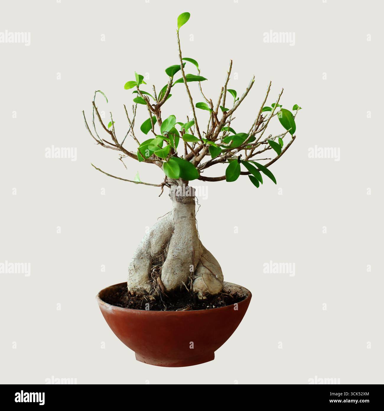 Ein Bonsai-Baum mit einzigartiger Wurzelstruktur in einem Terrakotta-Topf. Stockfoto