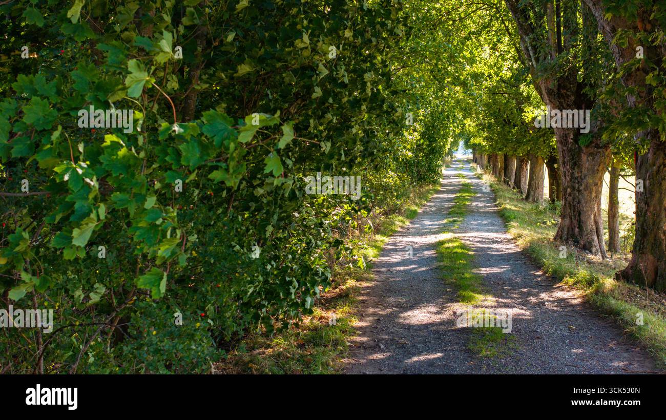 Wanderweg Waldweg Stockfoto