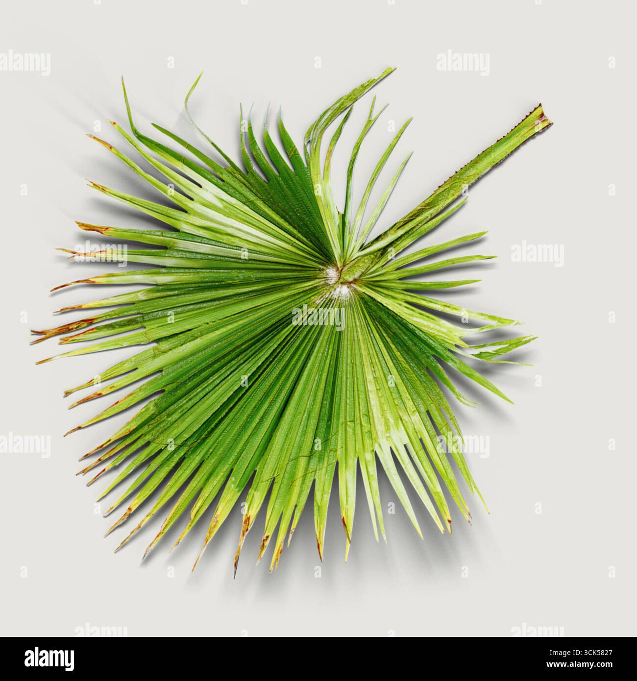 Palmblatt wie ein fächer -Fotos und -Bildmaterial in hoher Auflösung – Alamy