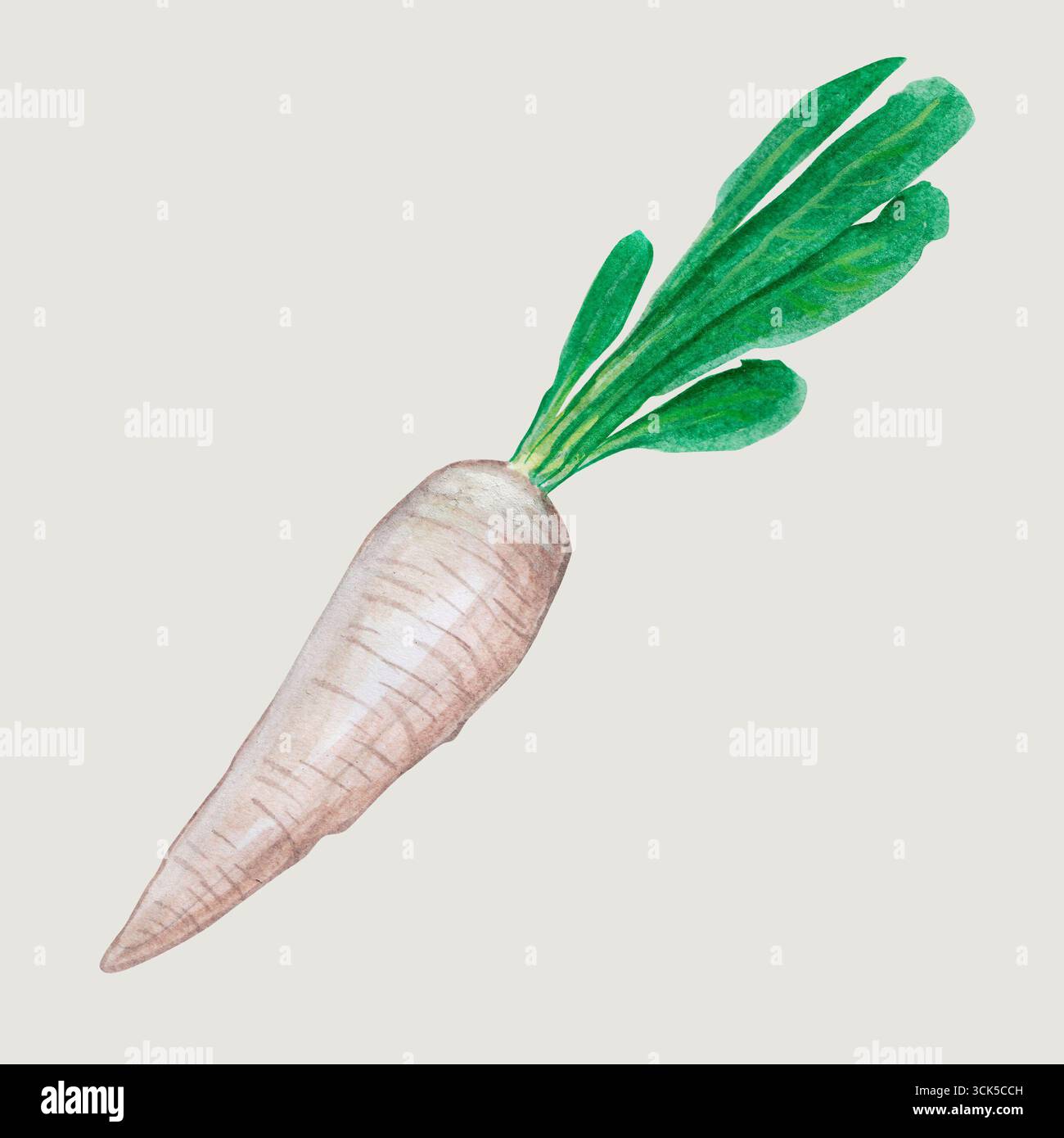 Eine Aquarellillustration eines Rettichs mit grünen Blättern, die seine natürliche Form und Farben zeigt. Stockfoto