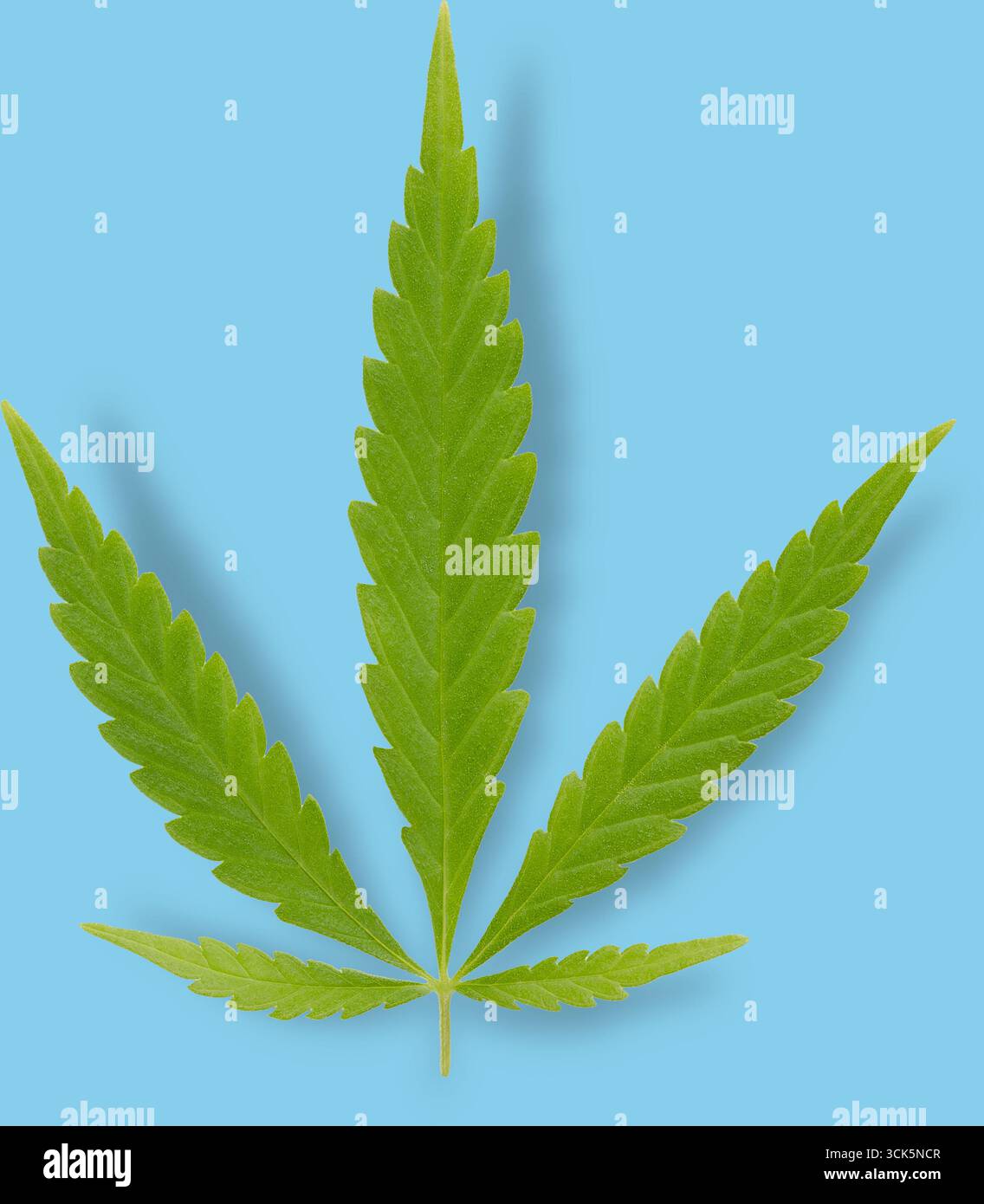 Ein grünes Cannabisblatt mit gezackten Kanten, das häufig mit Marihuana- und Hanfpflanzen assoziiert wird. Stockfoto