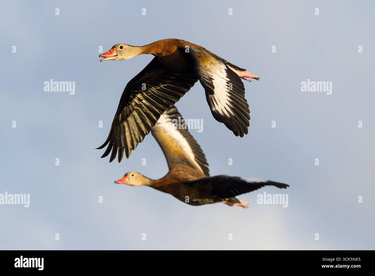 Zwei Schwarze bauchige Pfeifenenten fliegen zusammen Stockfoto