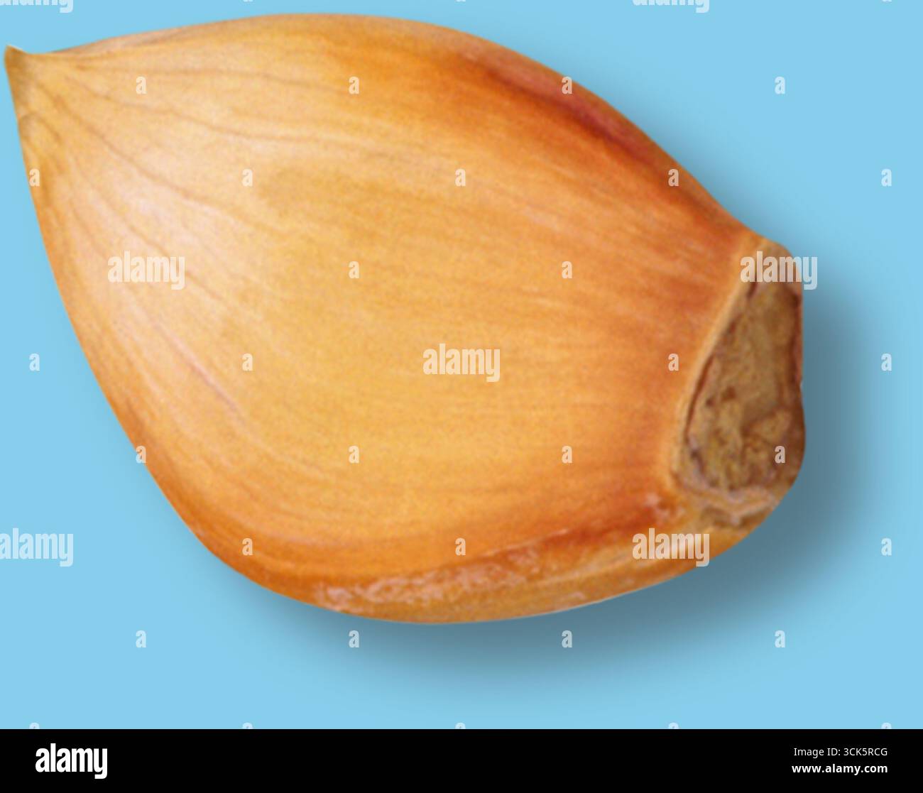 Dieses Bild zeigt eine Nahaufnahme eines Samens, das sein glattes, bräunliches Äußeres und seine spitz zulaufende Form zeigt. Stockfoto