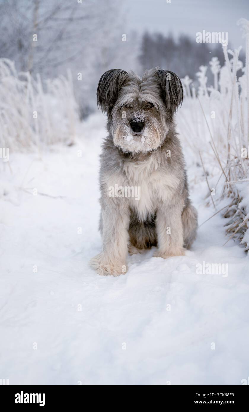 Flauschiger Hund, der auf einem verschneiten Winterfeld mit frostigen Pflanzen sitzt Stockfoto