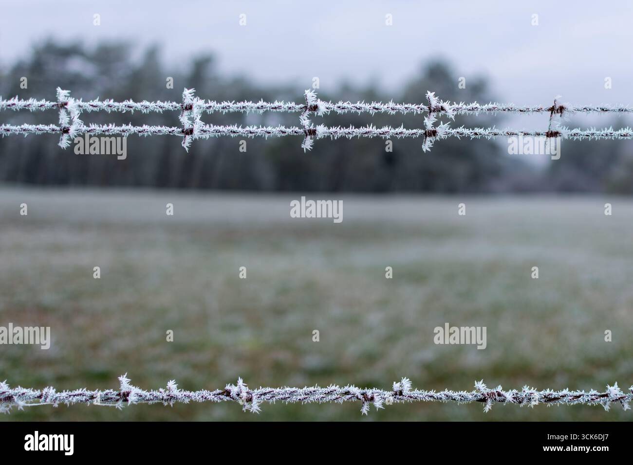 Nahaufnahme von zartem weißem Raureif, der drei Reihen Stacheldraht an einem kalten Wintermorgen in Frankreich beschichtet, wodurch auffällige saisonale Texturen entstehen. Stockfoto
