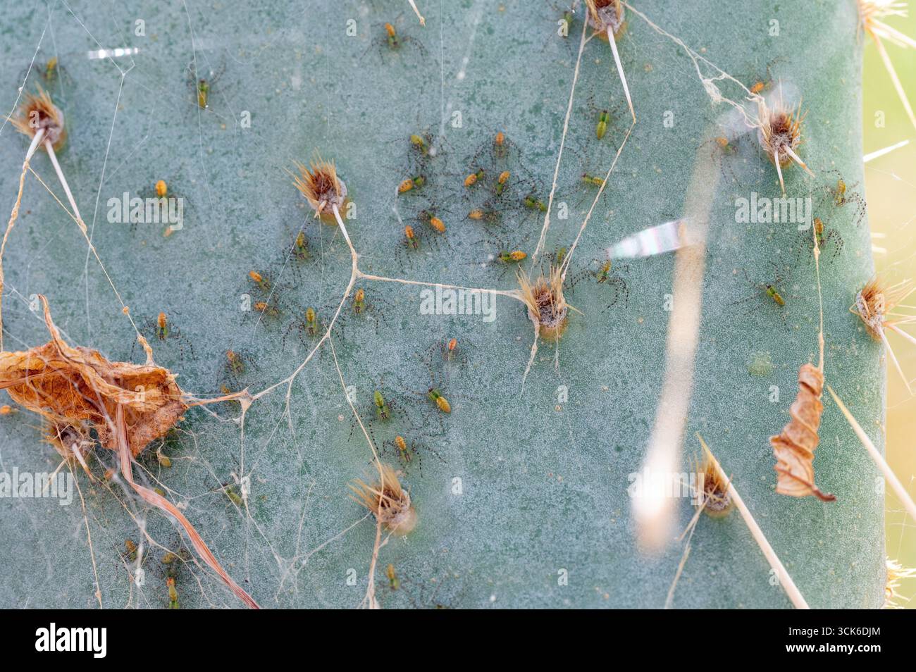 Kaktusfeige spinne -Fotos und -Bildmaterial in hoher Auflsung  Alamy