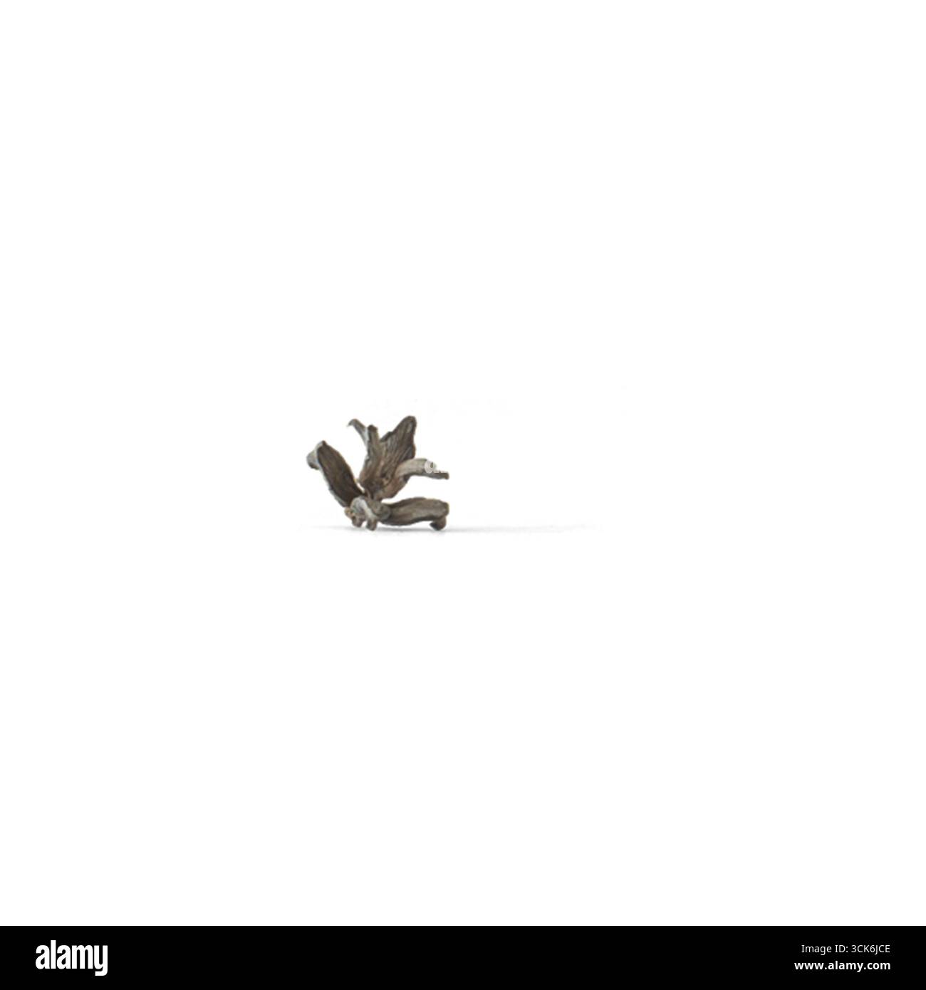 Eine Nahaufnahme einer kleinen, komplizierten Pflanzen- oder Korallenstruktur mit ihren zarten Details und Texturen. Stockfoto