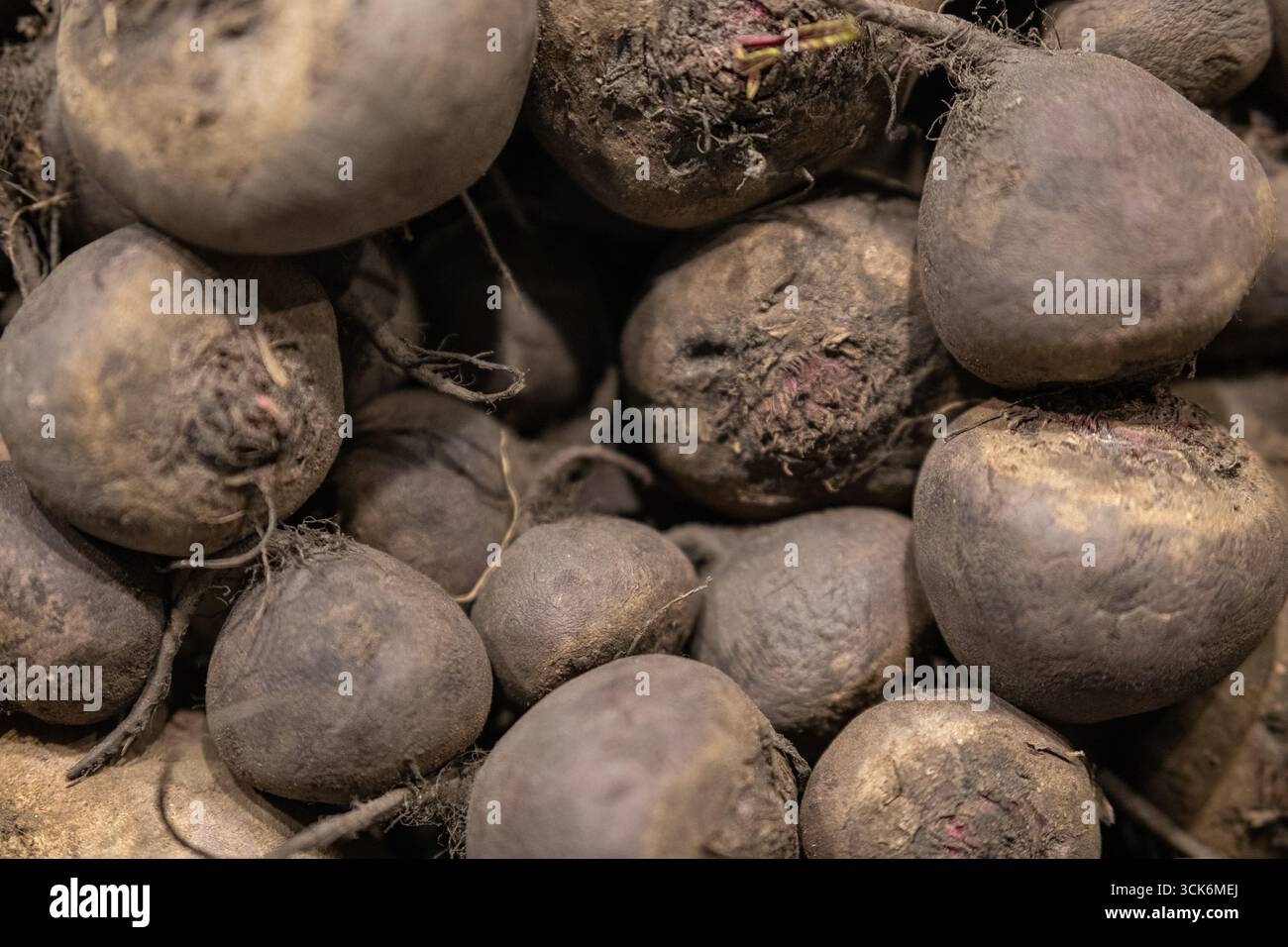 Rote Rübenwurzeln verstreut auf einer Markttheke. Ein natürlicher Lebensmittelhintergrund mit Kopierraum. Stockfoto