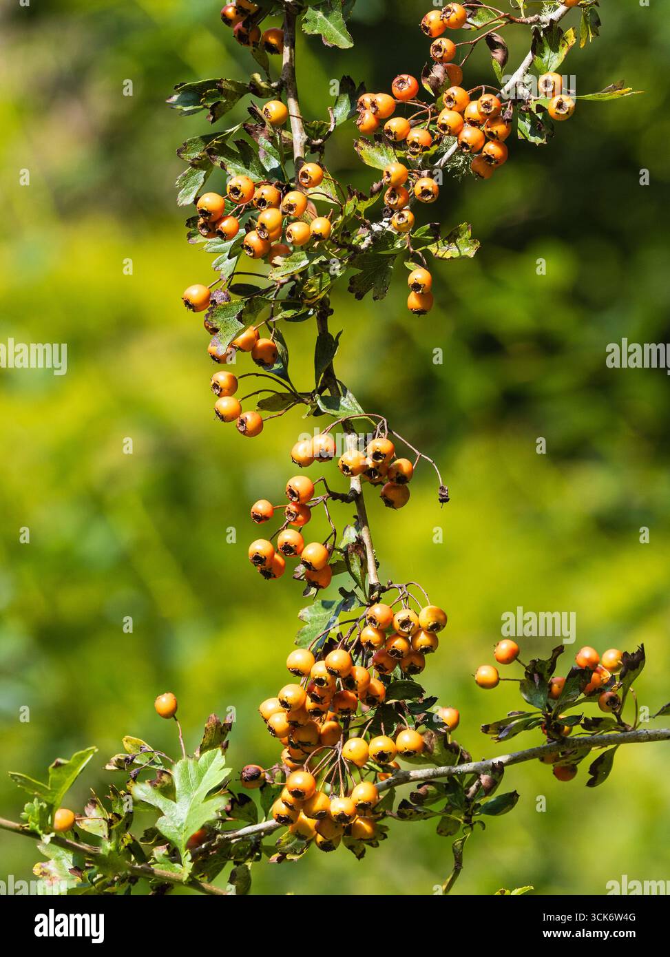 Frühherbstbeeren einer gelbfruchtigen Variante des britischen Weißdorns Crataegus monogyna Stockfoto