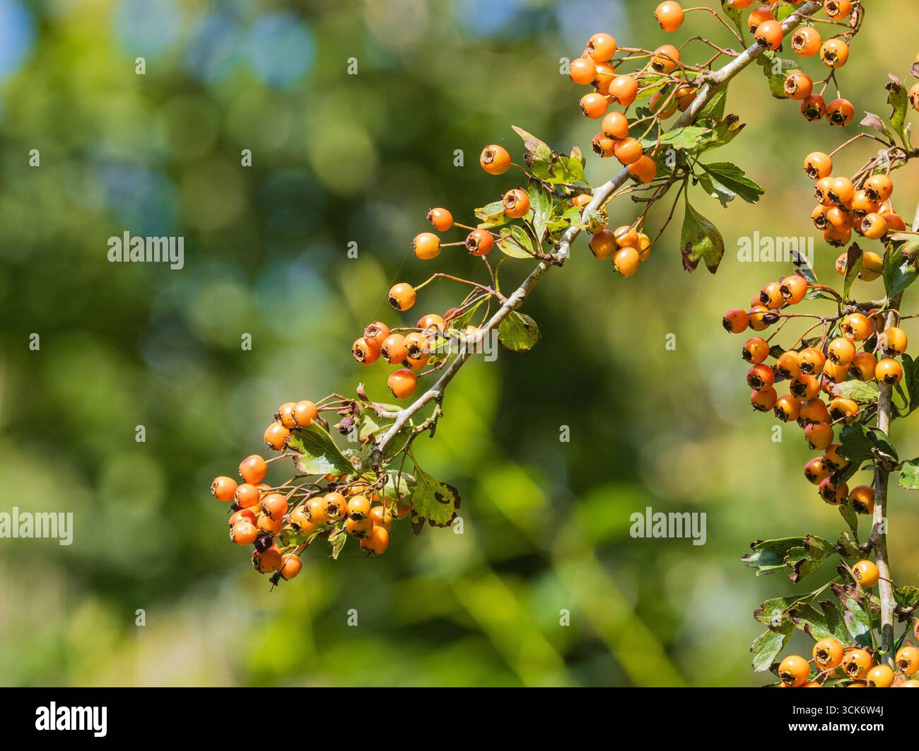 Frühherbstbeeren einer gelbfruchtigen Variante des britischen Weißdorns Crataegus monogyna Stockfoto