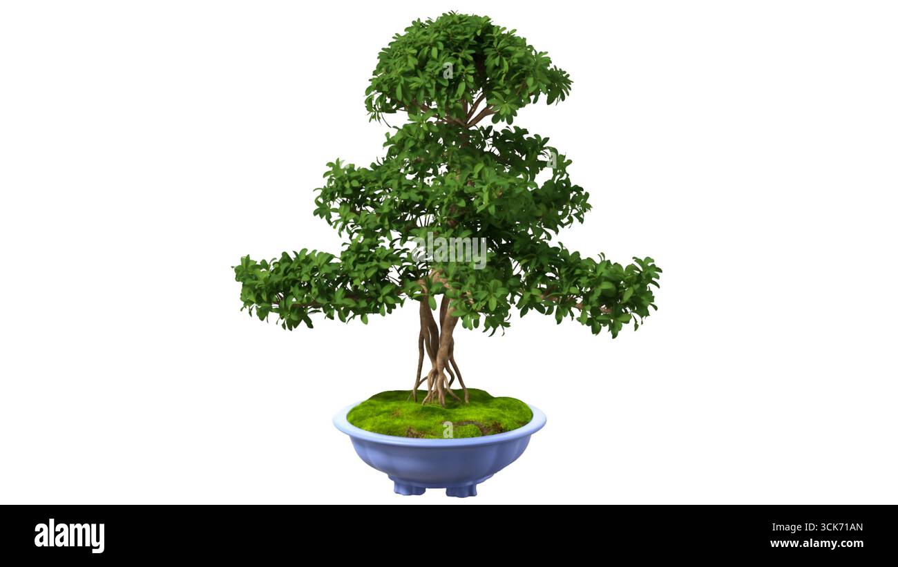 Ein üppiger Bonsaibaum in einem dekorativen Topf, der die Kunst der Miniaturgärtnerei und die Schönheit der Natur zeigt. Stockfoto