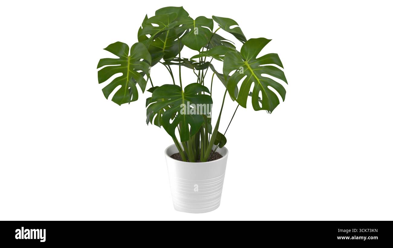 Eine leuchtend grüne Pflanze mit großen, geteilten Blättern in einem weißen Topf, ideal für Innendekorationen und die Verbesserung von Wohnräumen. Stockfoto