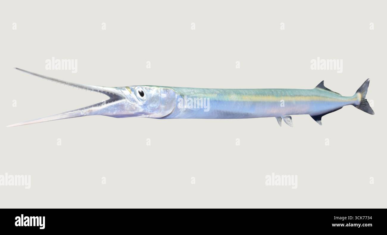 Ein langer, schlanker Fisch mit spitzer Schnauze, der häufig in Meeresumwelt zu finden ist. Stockfoto