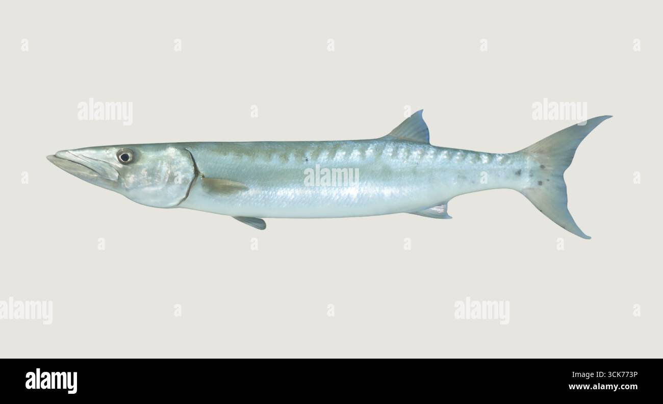 Ein stromlinienförmiger Fisch mit silbrigem Körper und langer Form, der häufig in Meeresumgebungen zu finden ist. Stockfoto