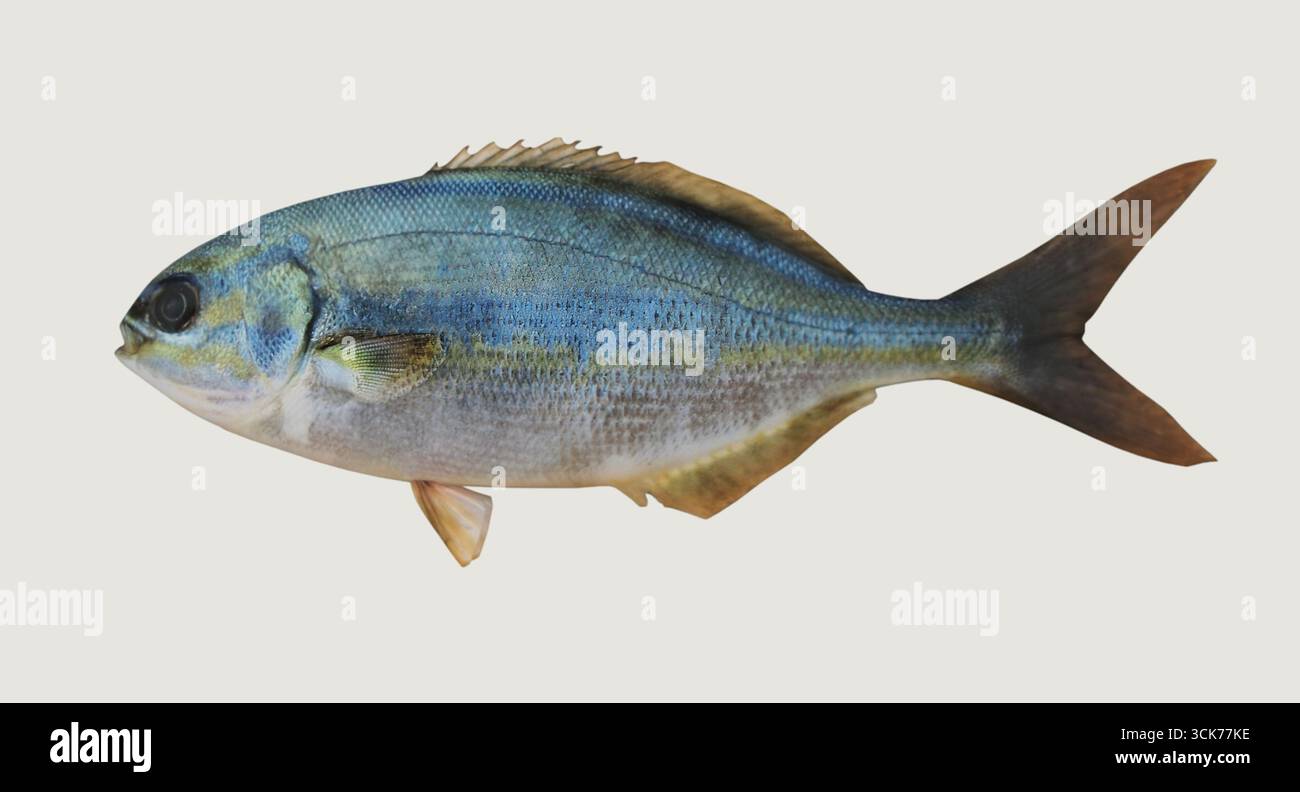 Eine Seitenansicht eines Fisches mit seinen blauen und silbernen Skalen, wie sie häufig in Meeresumgebungen zu finden sind. Stockfoto