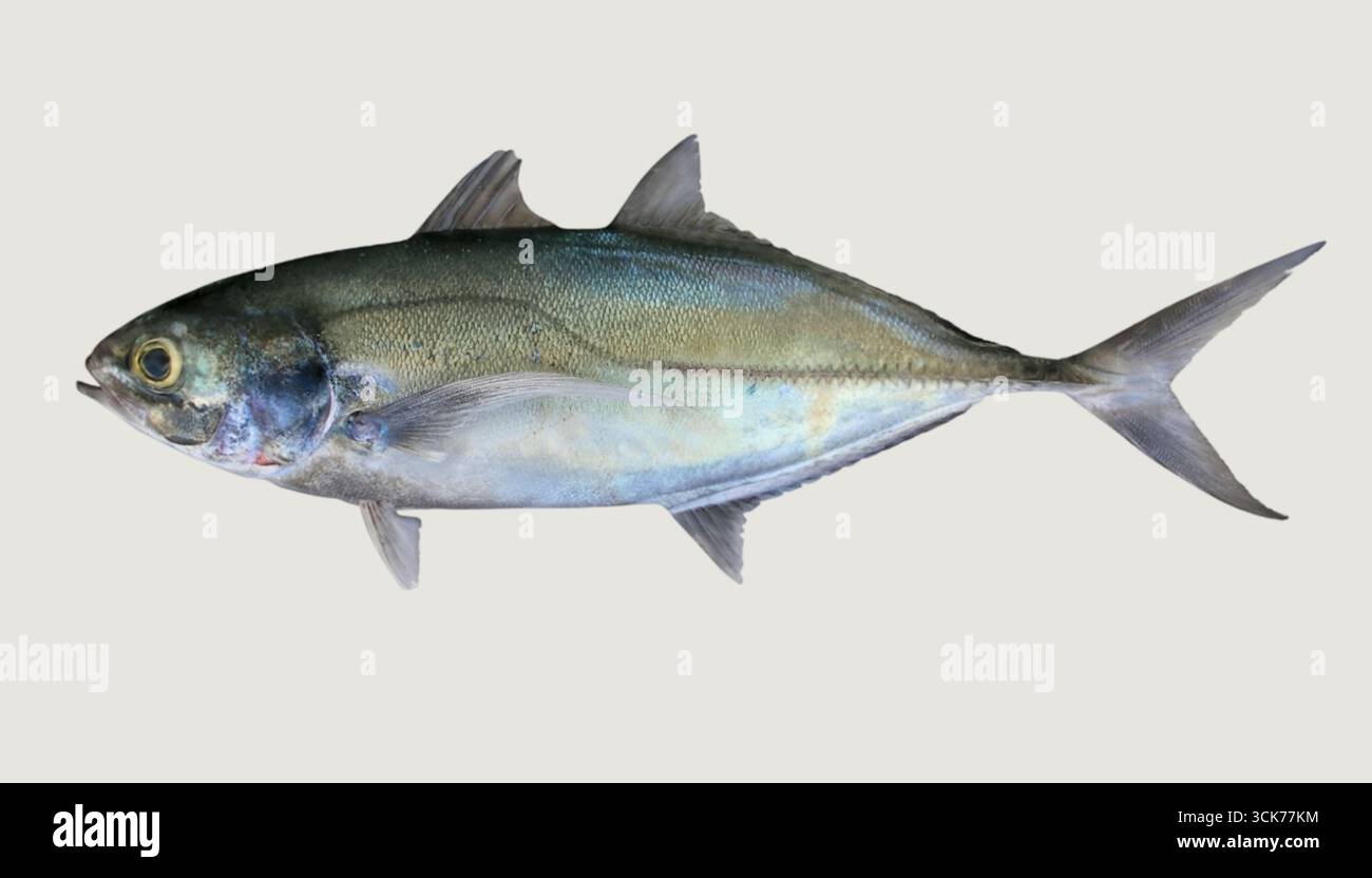 Eine Seitenansicht eines Fischs mit seinem stromlinienförmigen Körper und den Flossen, die normalerweise in Meeresumgebungen zu finden sind. Stockfoto