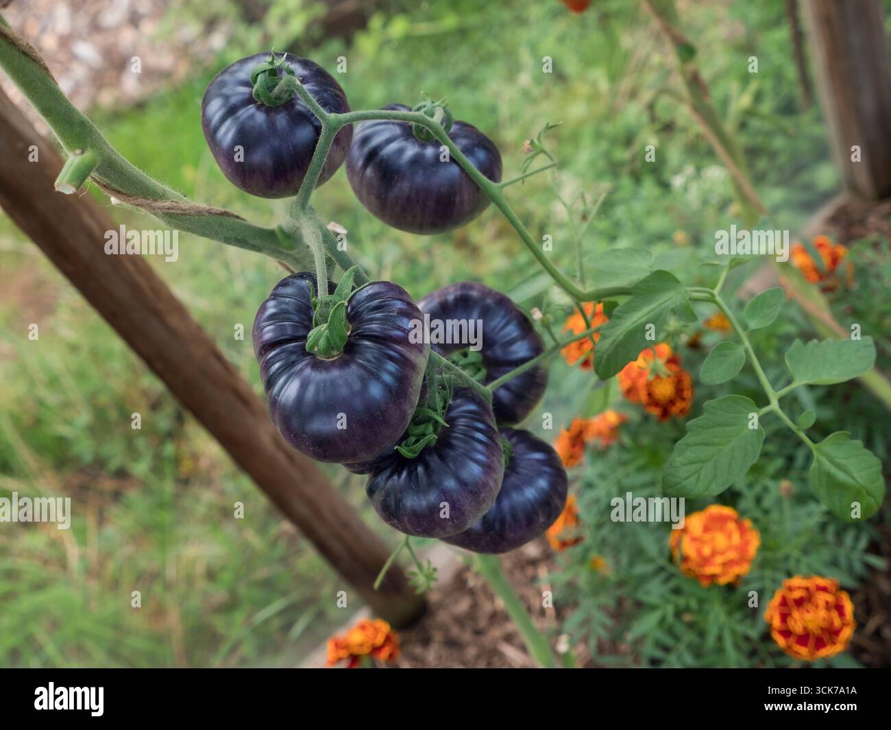 BLAUE BEAUTY-TOMATEN, eine Ansammlung von üppigen blauen/violetten Tomaten, auch bekannt als blaue Tomaten, reift im Gewächshaus an Weinreben, mit Ringelblumen, die Farbe verleihen Stockfoto