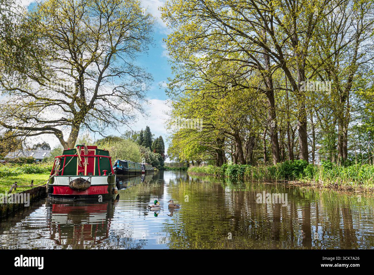 Der Fluss Wey Navigations, die erste grüne Quelle, mit Paaren von Mallard-Enten und traditionellen schmalen Booten, die an sonnigen Tagen vor Anker liegen. Senden Sie Ripley Surrey UK Stockfoto