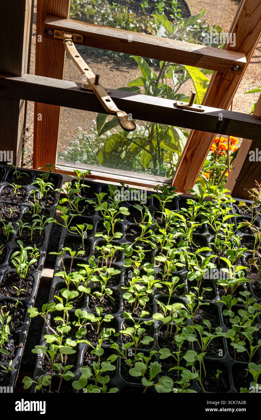 Senfkörner 'Green-in-the-Snow' brassica, die in Modultabletts im traditionellen Gewächshaus herausstechen.hohe Konzentrationen von Vitamin A und C, Kalzium und Kali. Stockfoto