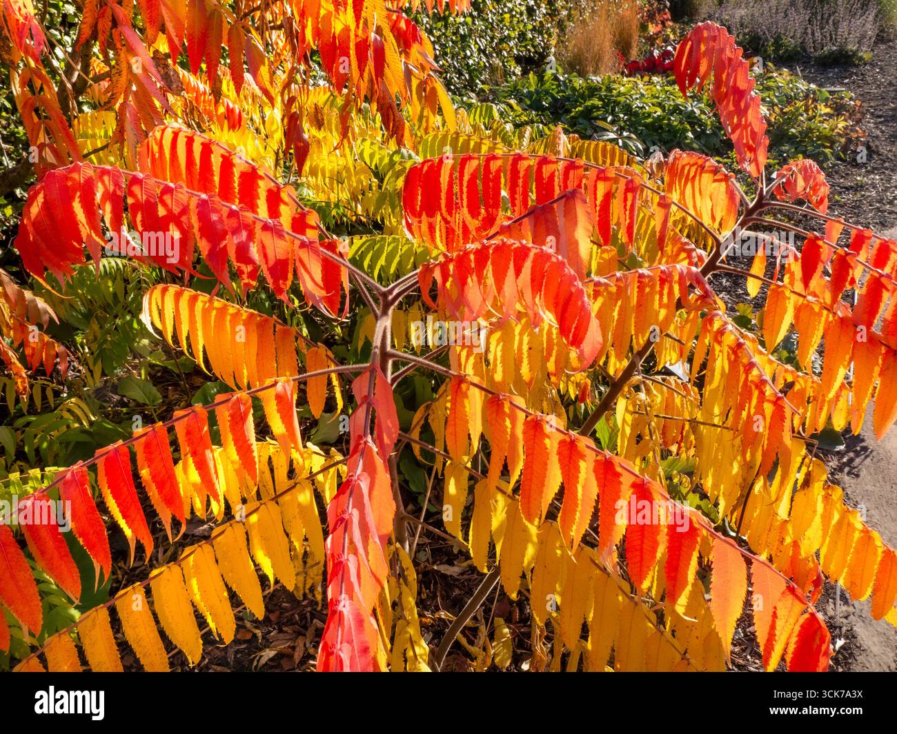 RHUS TYPHINA Hirschhornsumach. Sumac ein Laubstrauch oder kleiner Baum, der für sein lebhaftes Herbstlaub bekannt ist, verwandelt sich in auffällige Rot- und Orangenblüten Stockfoto RHUS TYPHINA Hirschhornsumach. Sumac ein Laubstrauch oder kleiner Baum, der für sein lebhaftes Herbstlaub bekannt ist, verwandelt sich in auffällige Rot- und Orangenblüten Stockfoto