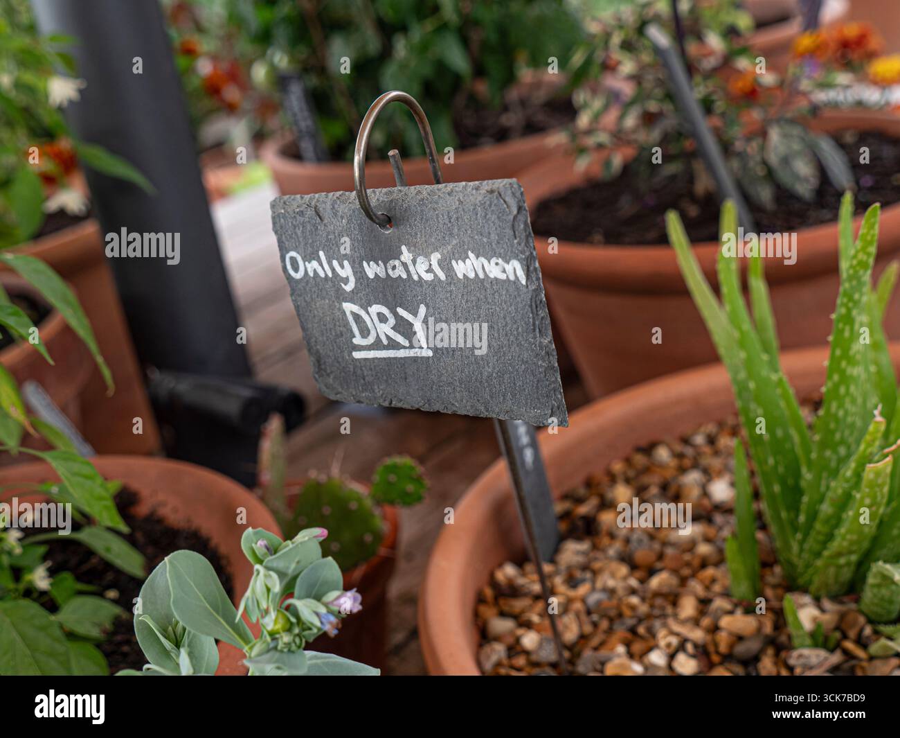 WASSER BEIM TROCKENEN Gießen, erinnern Sie Schieferschild im Gartengarten mit Topfpflanzen, einschließlich einer Aloe Vera Topfpflanze Stockfoto