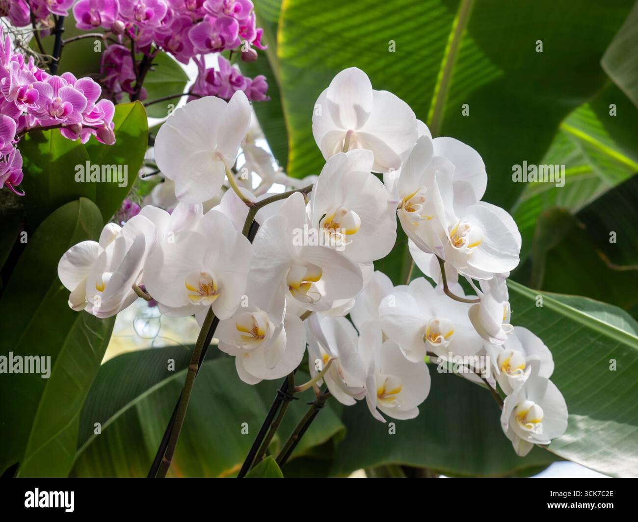 MOTTEN ORCHIDEEN zeigen weiße Phalaenopsis-Orchideen, die allgemein als Motten-Orchideen bekannt sind und in tropischen Situationen von der erstickten Sonne beleuchtet werden. Phalaenopsis sind in Südostasien, den Philippinen und Australien beheimatet, wo sie als Epiphyten auf Bäumen oder als Lithophyten auf Felsen wachsen. Sie können zu jeder Jahreszeit blühen und so spektakuläre Pflanzen erzeugen, die mehrere Monate halten. Stockfoto