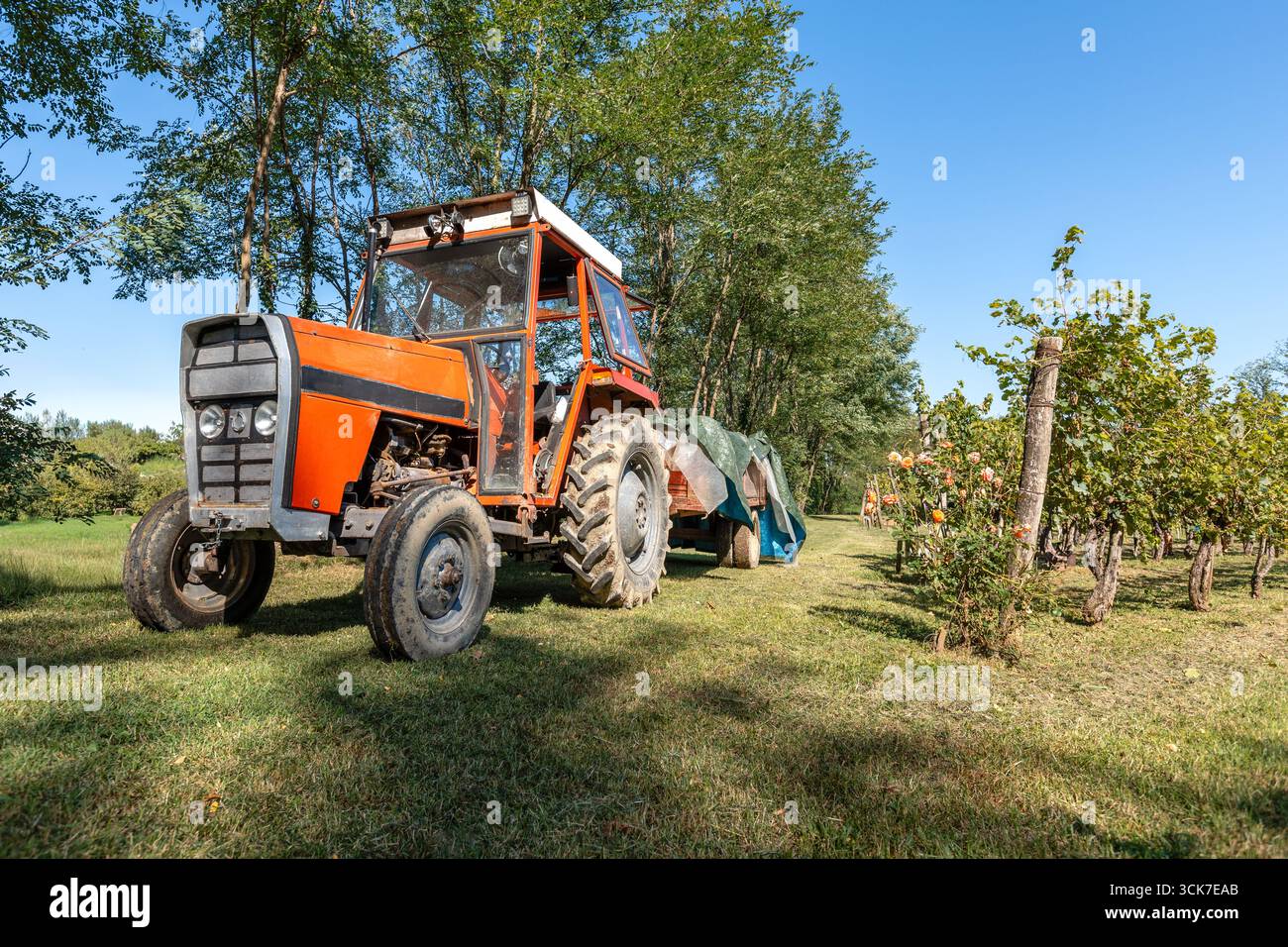 Alter roter Traktor mit Anhänger, der neben Weinbergen geparkt ist, während der Traubenernte an einem sonnigen ländlichen Tag. Stockfoto