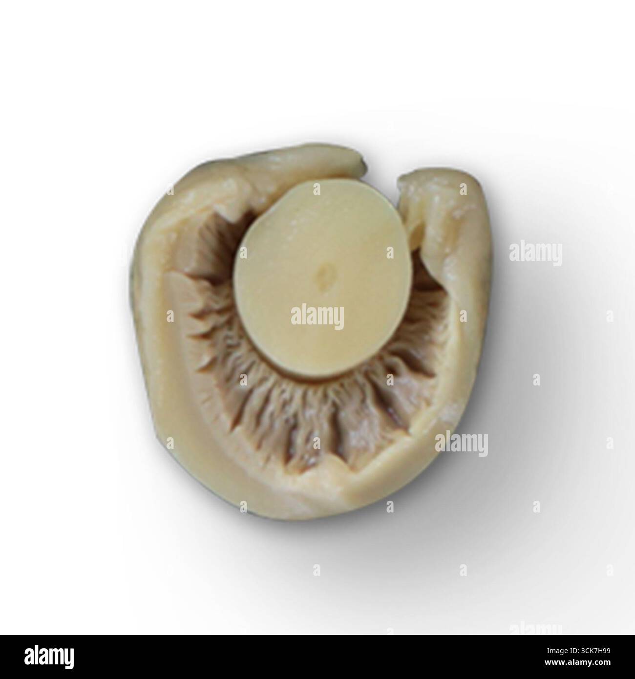 Ein Querschnitt eines Pilzes, der seine Kiemen- und Stammstruktur zeigt. Stockfoto