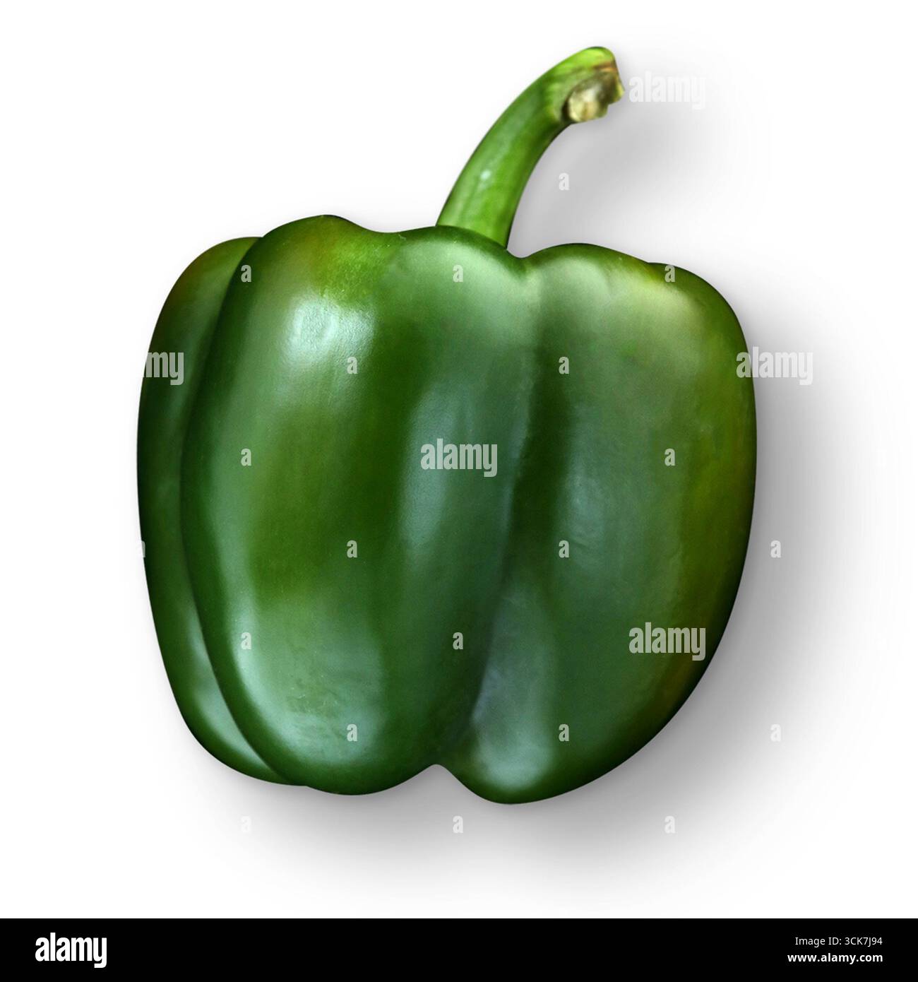 Eine realistische Darstellung eines grünen Paprikas mit seiner glatten Textur und lebendigen Farben. Stockfoto