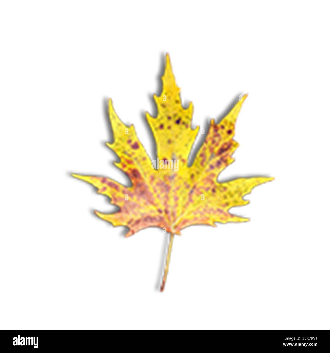 Ein leuchtendes gelbes Ahornblatt mit markanten Formen und Flecken, das die Schönheit des Herbstblattes zeigt. Stockfoto