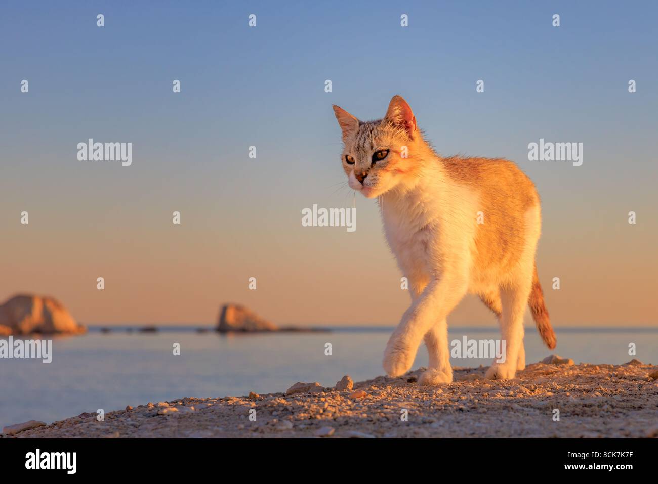 Katze am Strand bei Sonnenaufgang, Milos, Griechenland Stockfoto