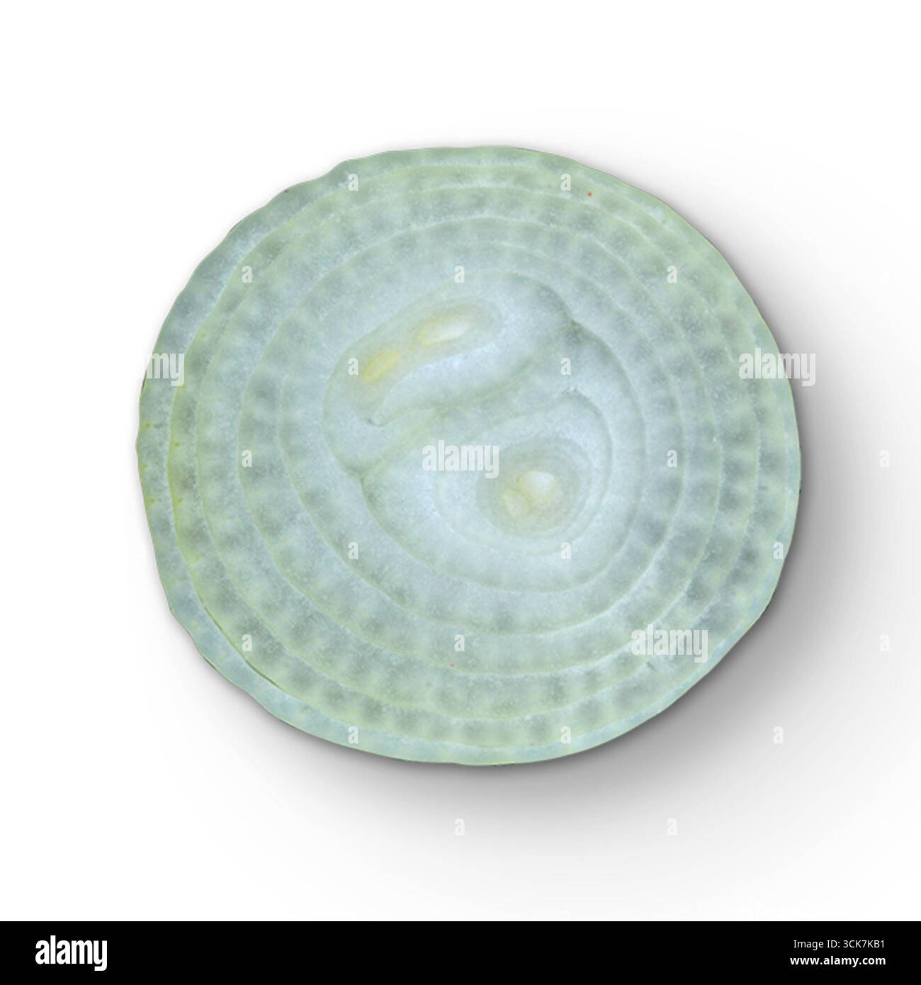 Eine kreisförmige Schale mit konzentrischen Mustern und einer glatten Oberfläche, die einem natürlichen Artefakt ähnelt. Stockfoto