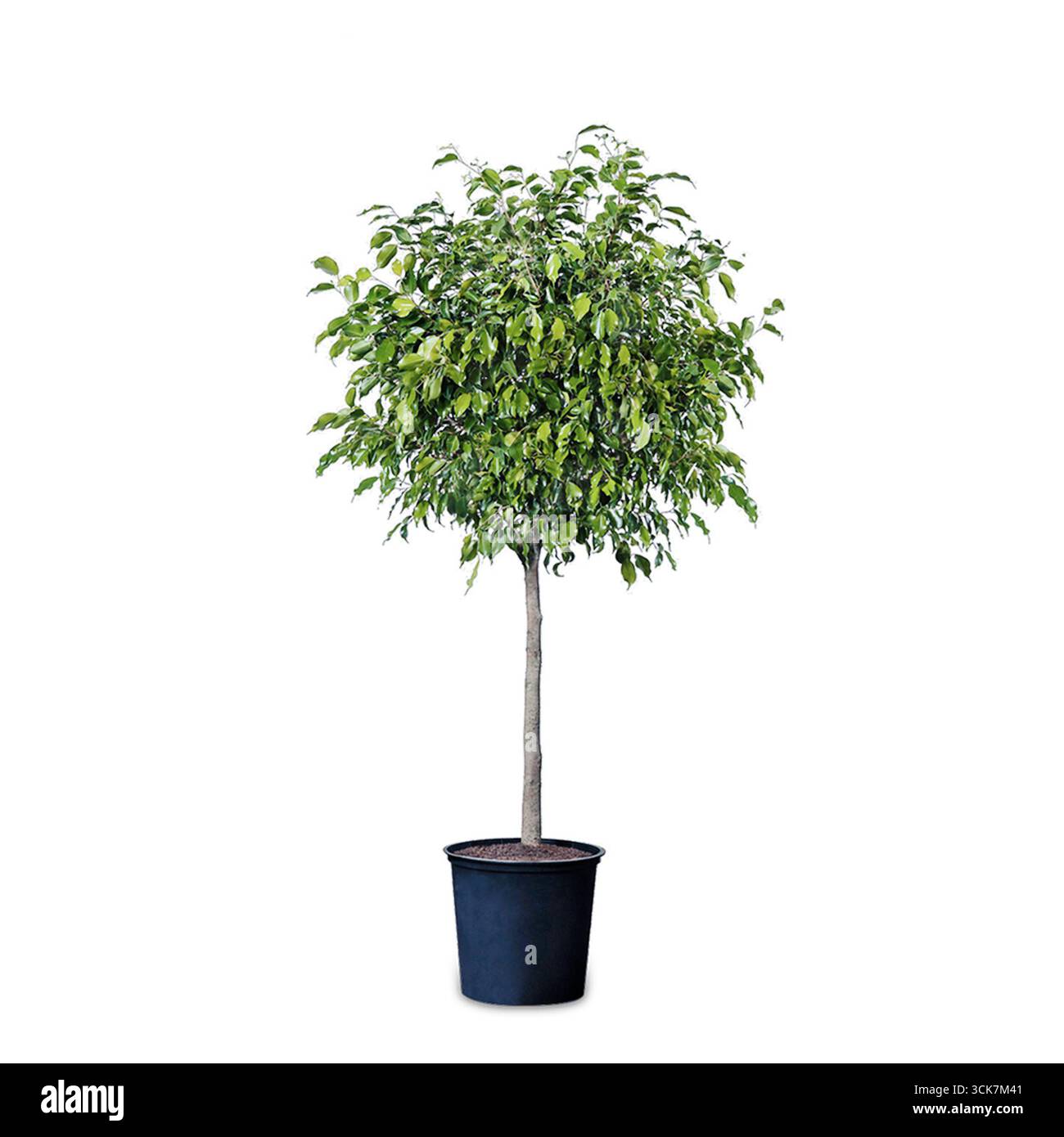 Ein Topfbaum mit üppig grünen Blättern, ideal für Innendekoration oder Landschaftsgestaltung. Stockfoto Ein Topfbaum mit üppig grünen Blättern, ideal für Innendekoration oder Landschaftsgestaltung. Stockfoto