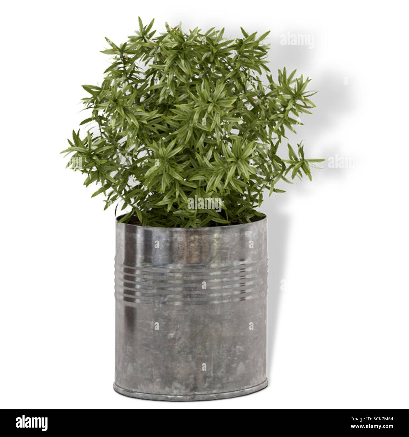Eine grüne Pflanze in einem rustikalen Metalltopf, die jedem Raum einen Hauch von Natur verleiht. Stockfoto Eine grüne Pflanze in einem rustikalen Metalltopf, die jedem Raum einen Hauch von Natur verleiht. Stockfoto
