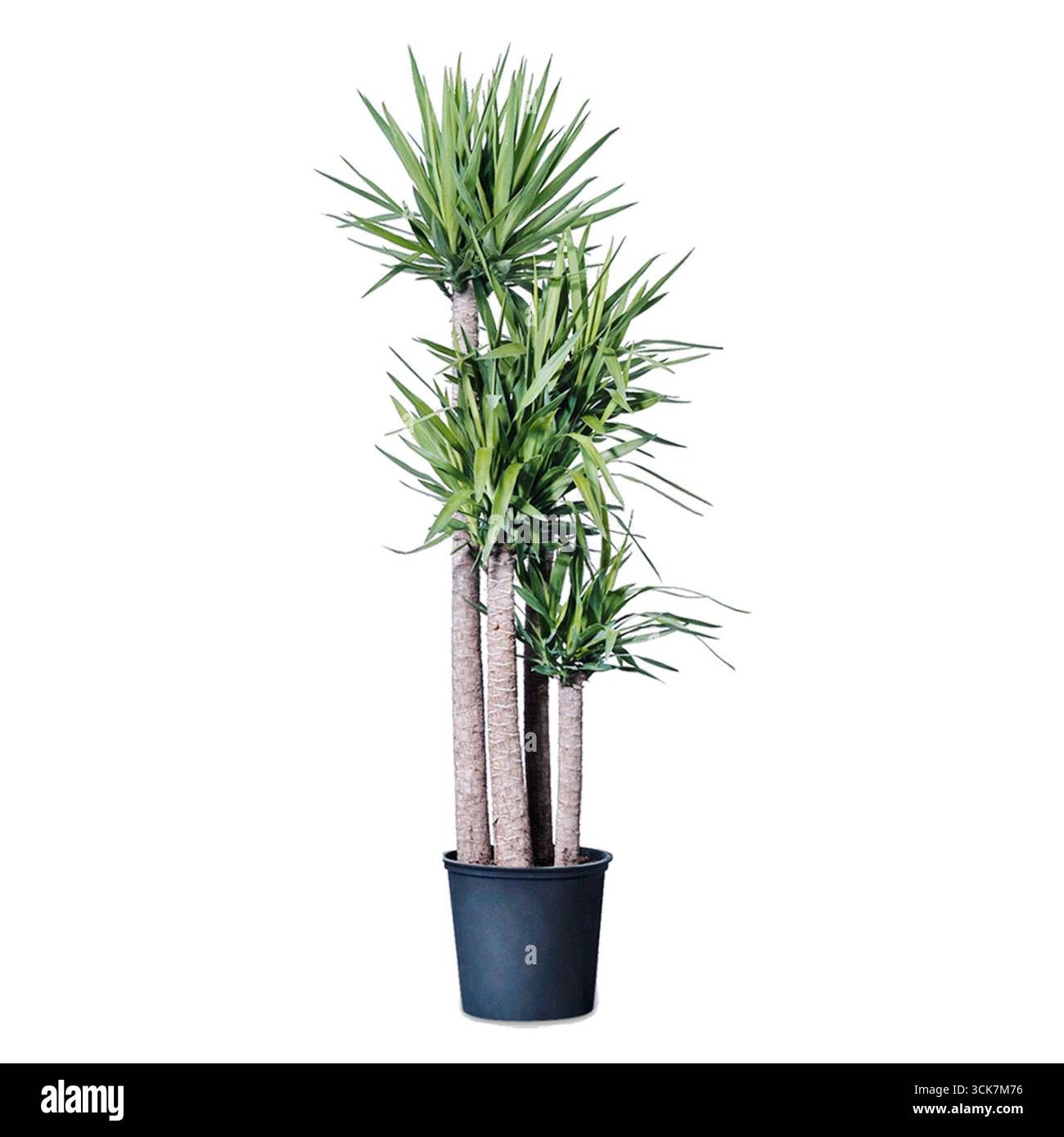 Eine hohe künstliche Pflanze mit mehreren grünen Blättern in einem schwarzen Topf, perfekt für die Dekoration zu Hause oder im Büro. Stockfoto Eine hohe künstliche Pflanze mit mehreren grünen Blättern in einem schwarzen Topf, perfekt für die Dekoration zu Hause oder im Büro. Stockfoto